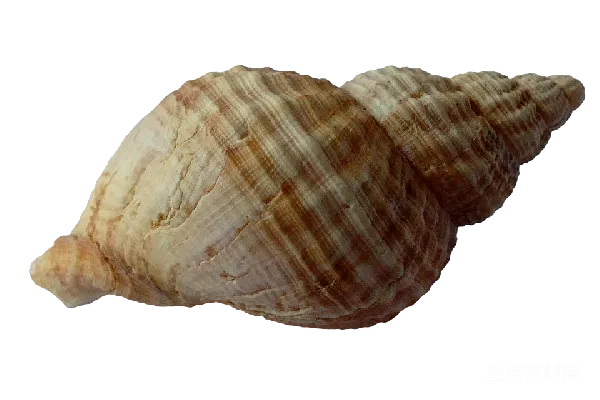 元素素材 贝壳