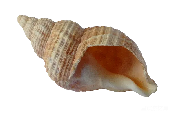 元素素材 贝壳
