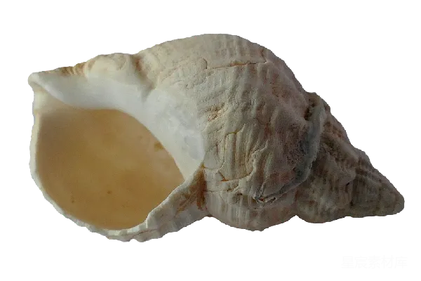 元素素材 贝壳