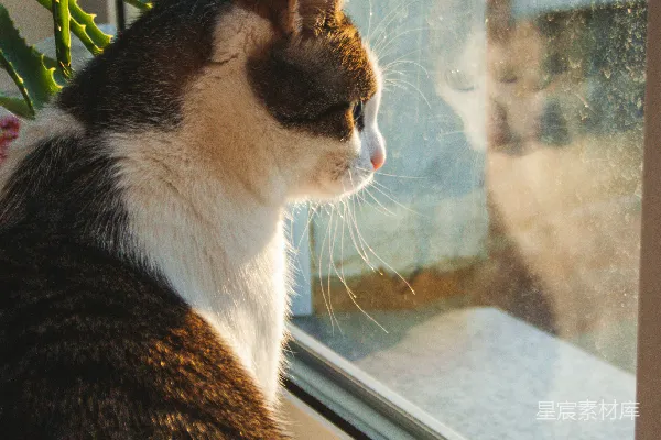 高清摄影 窗外的猫