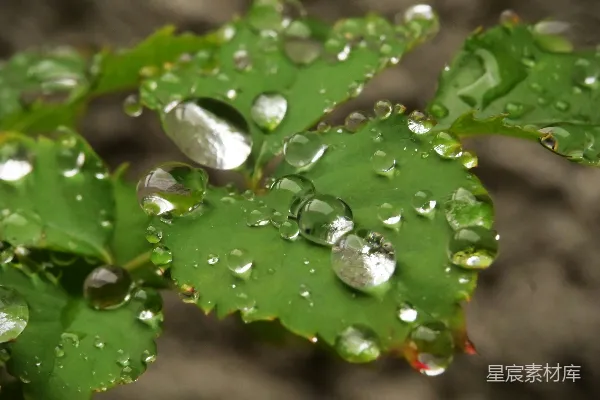 高清摄影 雨后绿叶上的水珠
