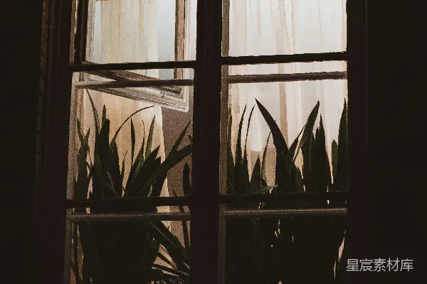 高清摄影 窗边的植物与柔和的光线