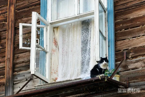 高清摄影 窗外的猫与旧窗