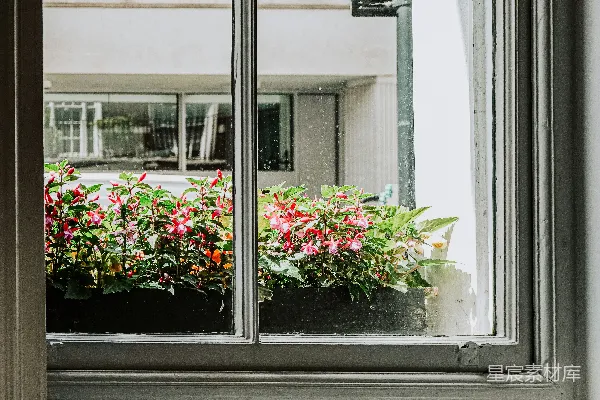 高清摄影 窗外的花与建筑
