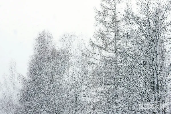 高清摄影 白天树木覆雪