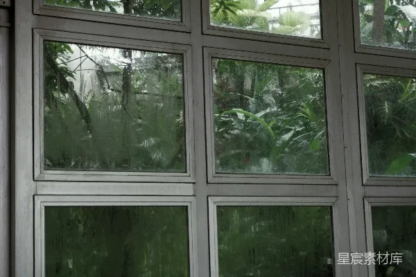 高清摄影 雨后窗边的绿色植物
