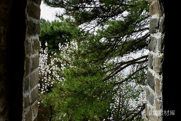 高清摄影 透过古窗看春景