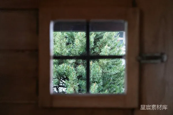 高清摄影 窗外的松树