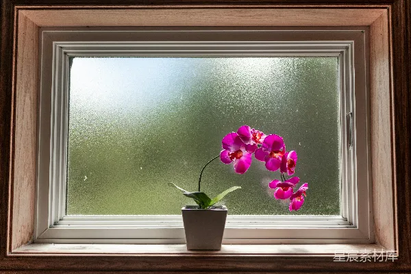 高清摄影 窗台上的粉红色兰花