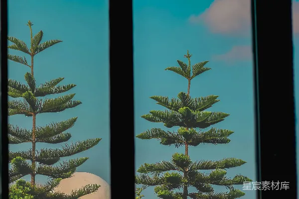 高清摄影 透过窗户看的绿色植物与蓝天