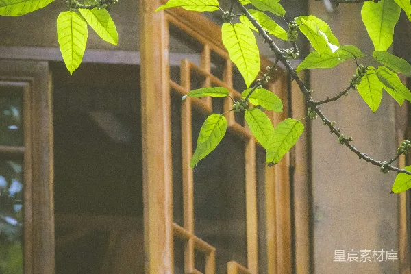 高清摄影 窗前的绿叶