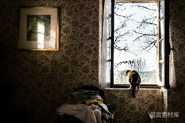 高清摄影 窗外的猫与旧时光