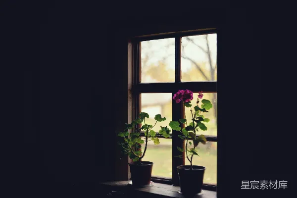 高清摄影 窗外的花与宁静时光