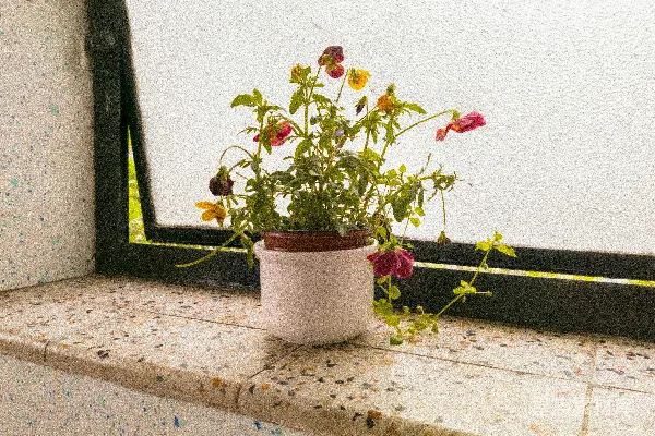 高清摄影 窗台上的花朵