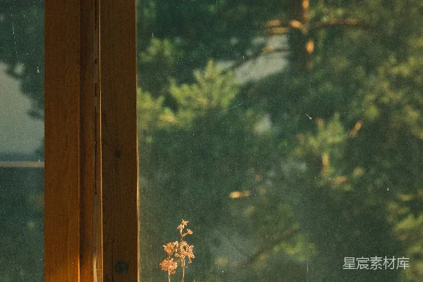 高清摄影 窗边的植物与自然