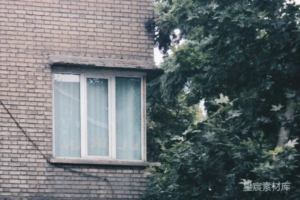 高清摄影 砖墙与绿叶的静谧角落
