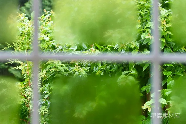 高清摄影 雨后清新植物