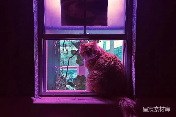 高清摄影 紫光下的猫与窗外的世界