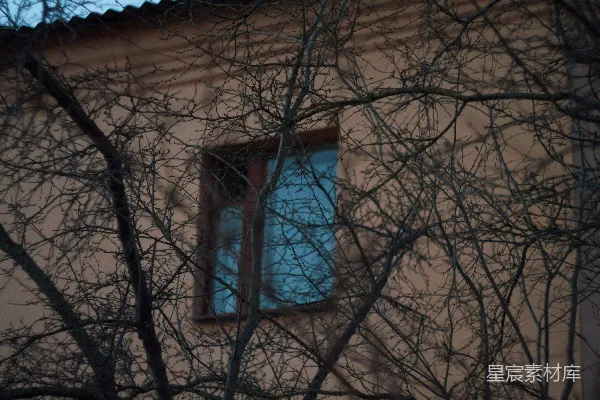 高清摄影 黄昏的树与窗户