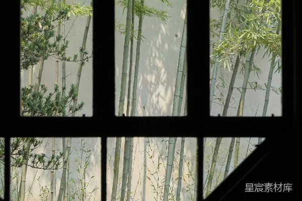 高清摄影 窗外的竹林