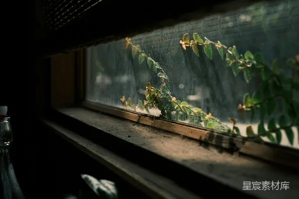 高清摄影 窗边的植物