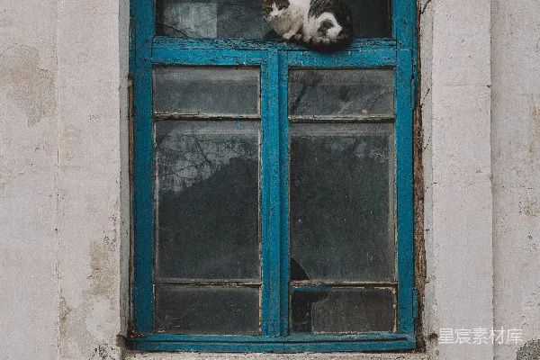 高清摄影 窗边的猫咪