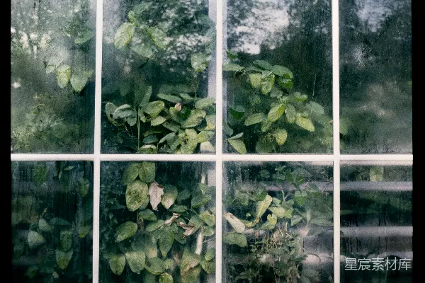 高清摄影 窗外的植物与雨滴