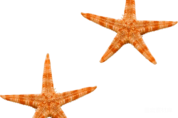 元素素材 海星