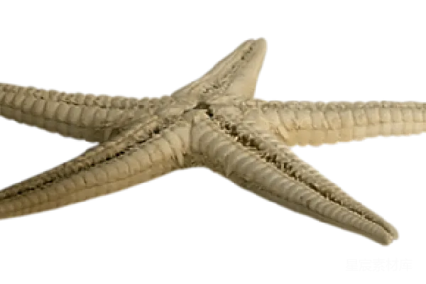 元素素材 海星
