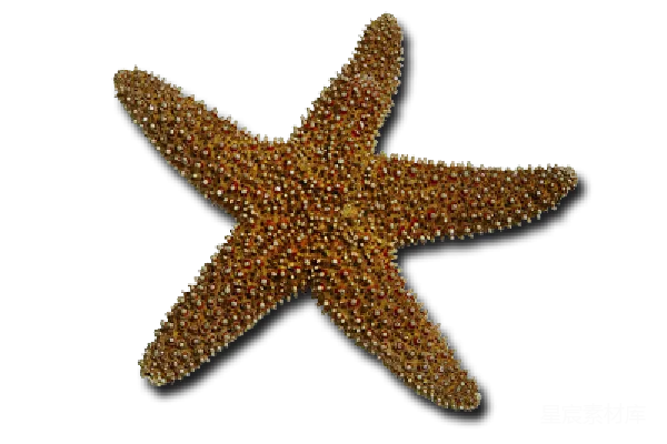 元素素材 海星