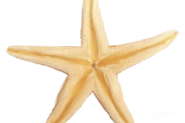 元素素材 星鱼