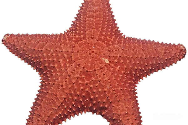 元素素材 海星