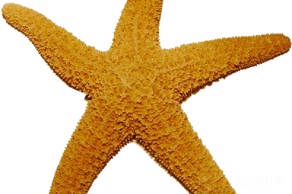 元素素材 海星