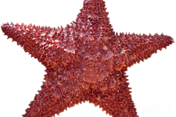 元素素材 海星
