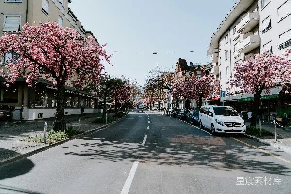 高清摄影 樱花盛开的城市街道