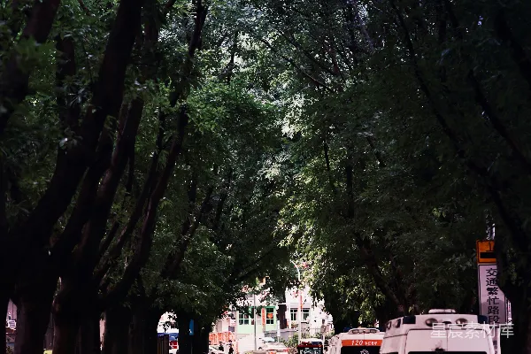 高清摄影 绿树成荫的城市街道