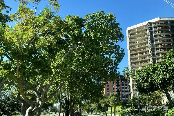 高清摄影 城市绿荫下的宁静街道
