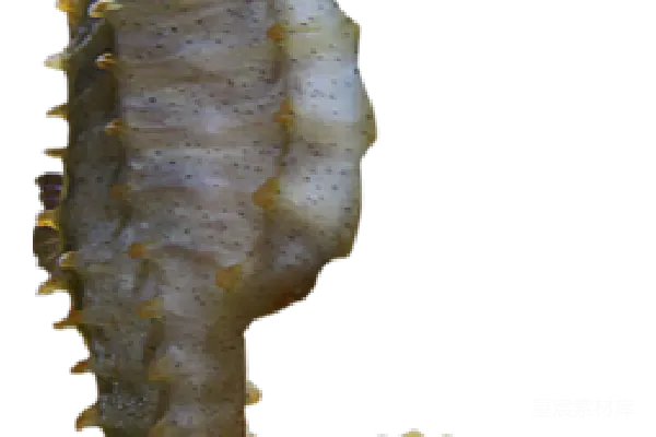元素素材 Seahorse