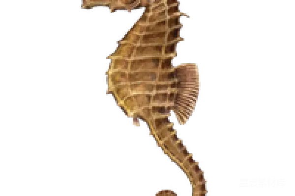 元素素材 PNG
