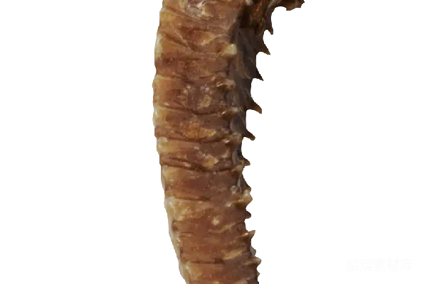 元素素材 Seahorse