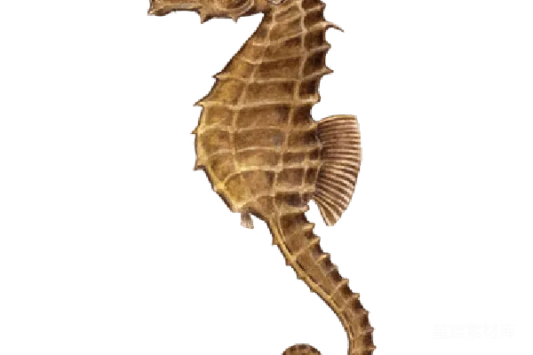 元素素材 Seahorse