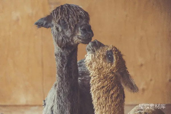 高清摄影 灰褐色的 llama