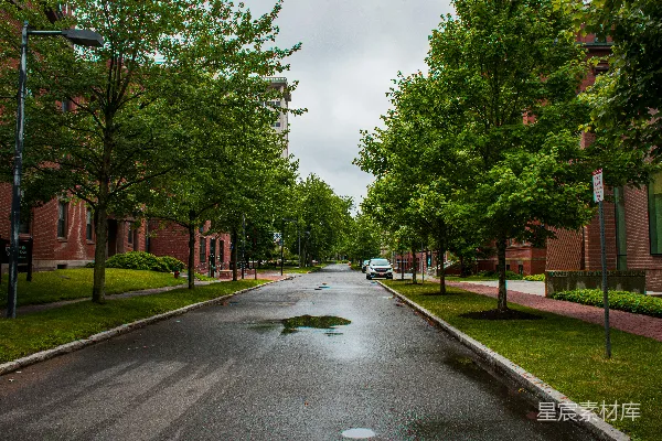 高清摄影 雨后校园林荫道