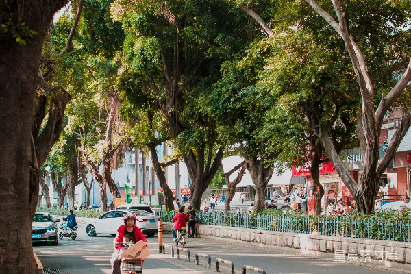 高清摄影 树荫下的城市街道