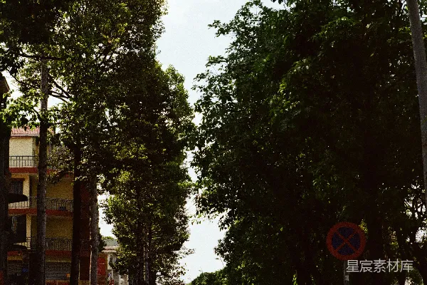 高清摄影 阳光下的绿树成荫街道