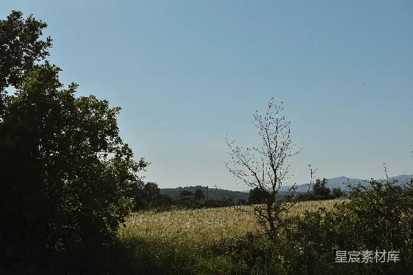 高清摄影 田野中一棵孤独的树，背景是山峦。