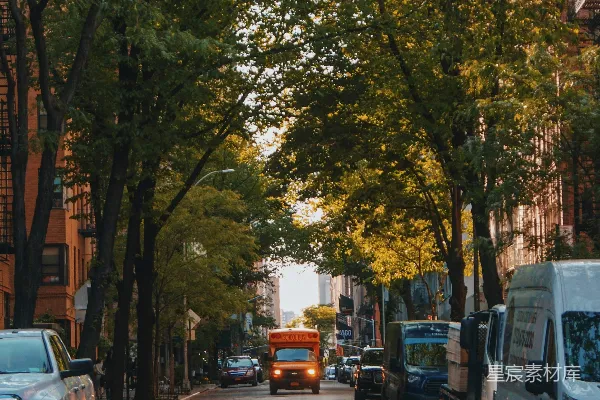 高清摄影 城市绿荫下的街道