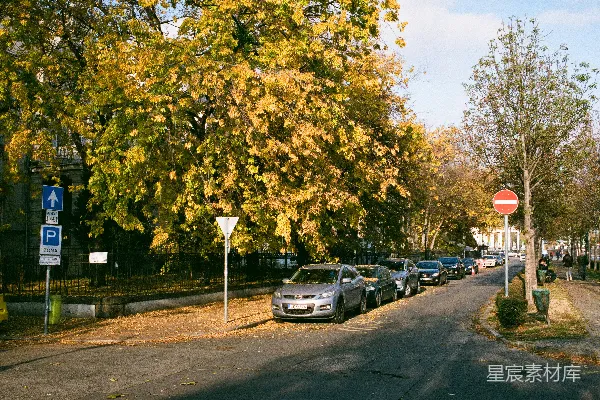 高清摄影 秋日街景：金黄落叶与静谧街道