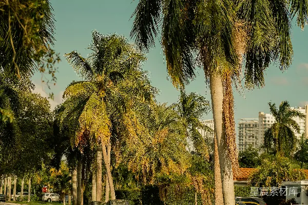 高清摄影 阳光下的棕榈树街道