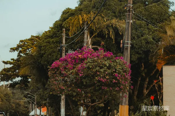高清摄影 城市角落的花树